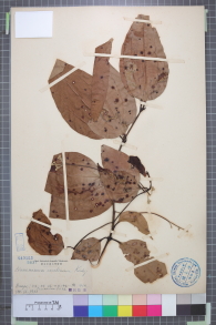Specimen thumbnail